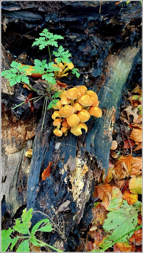 Trosje zwavelkopjes op oud hout