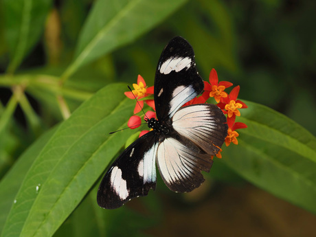 Papilio Dardanus