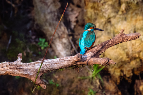 De ijsvogel weer gezien..