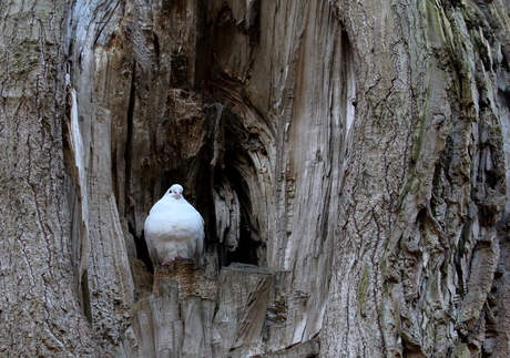 Witte duif in oude boom