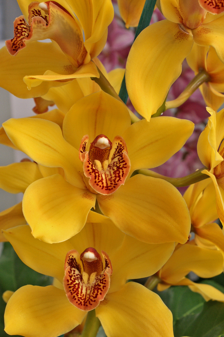 Orchidee