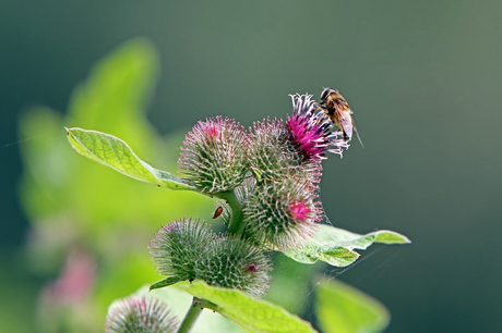 de natuur.