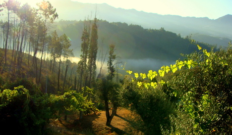 misty morning