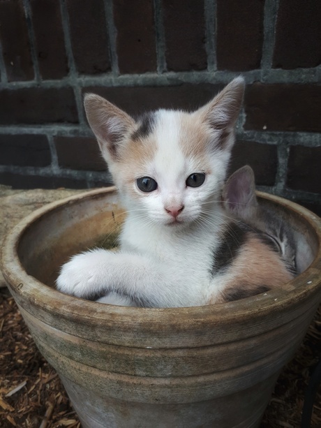 Kittens in bloempot