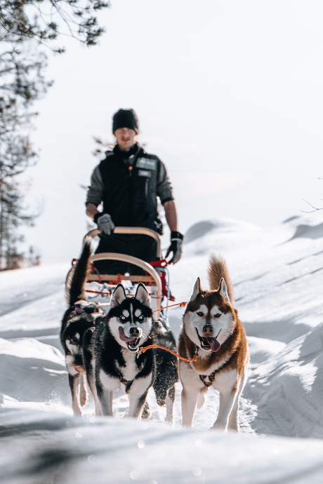 Husky Farm Finland