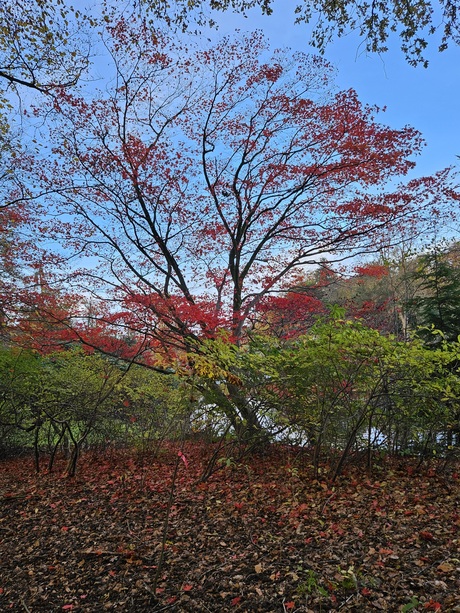 Herfstkleuren