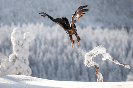 Steenarend in actie! 