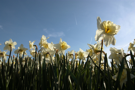 Narcissen in de lentezon