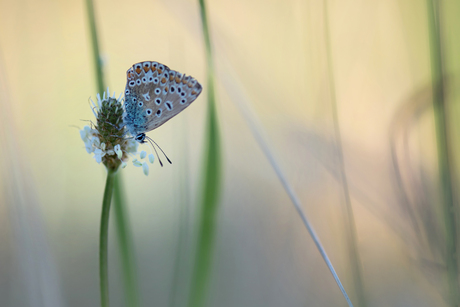 Icarusblauwtje tussen het gras