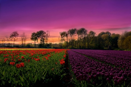Red-Purple Tulips