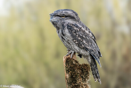 Uilnachtzwaluw - 1041