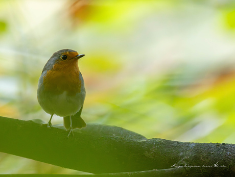 Robin