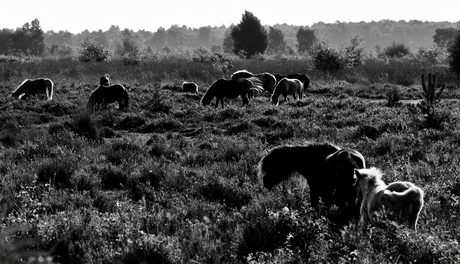 Black & White horses