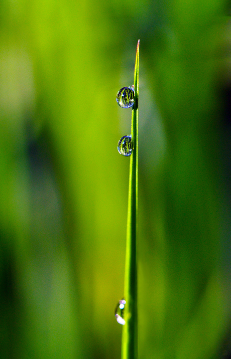 Early morning drops