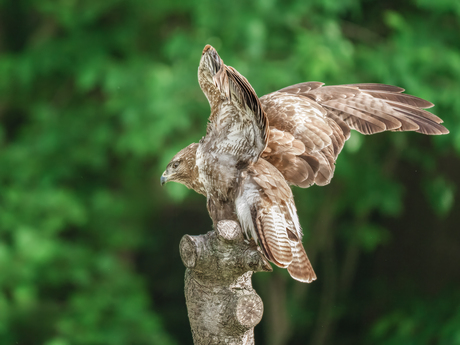 De buizerd ziet alles. 