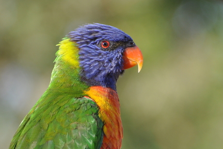 Rainbow Lorekeet uit Australie