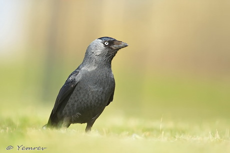 Kauwtje in het gras