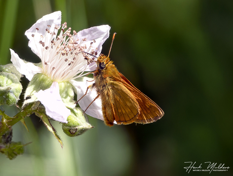 Groot dikkopje (Ochlodes sylvanus)