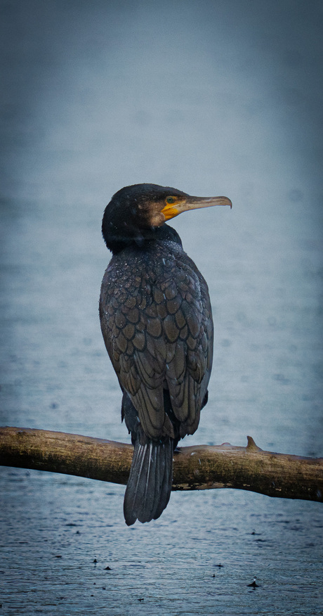 Aalscholver in de regen