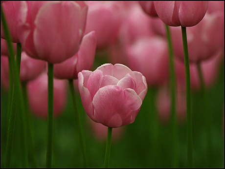 Soft Pink