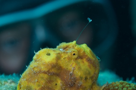 Frogfish fishing for a diver - The lure is out.  I wanted a good model looking on from behind but this one is just not quite what I'm looking for.  Always an excuse to go and do it - foto door bpzdiver op 18-02-2013