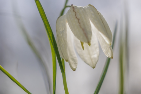 Witte Kievitsbloem