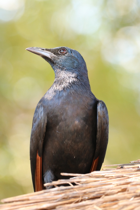 Afrikaanse spreeuwsoort