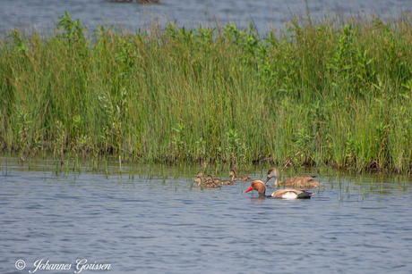 _Krooneend met jongen 0DS5364
