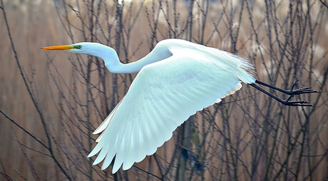 Grote witte reiger