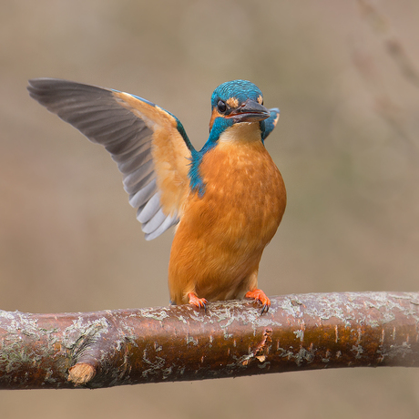 IJsvogel