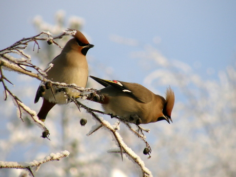 pestvogel