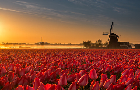 Tussen mist, molens en morgenlicht