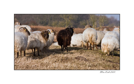 Het zwarte schaap