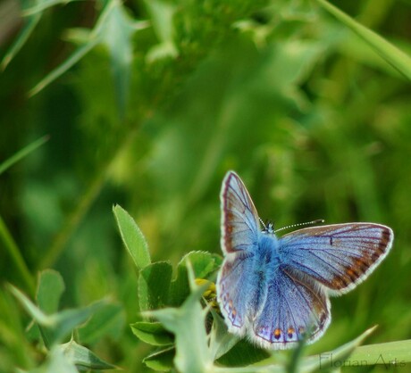 Icarusblauwtje (Polyommatus icarus)