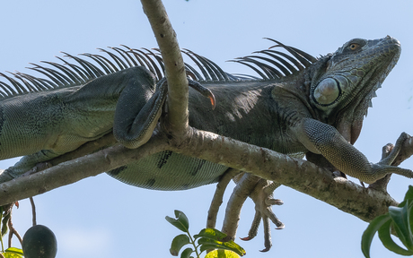 Van grote hoogte alles bekijken 