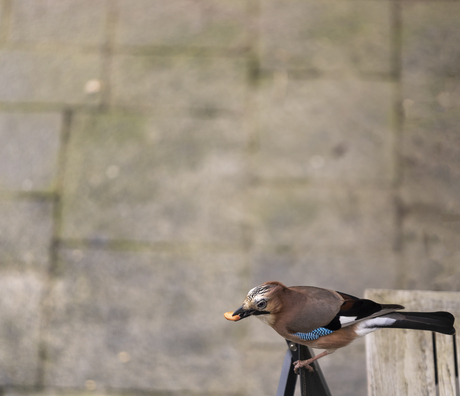 Vlaamse Gaai met pinda