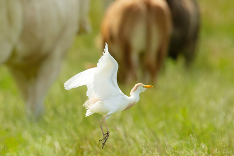 Koereiger ...