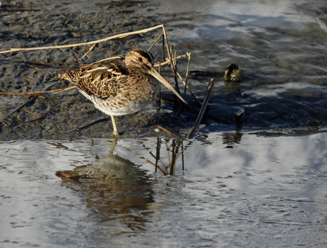 Watersnip