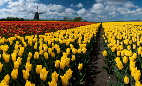 Out In the Tulip Fields