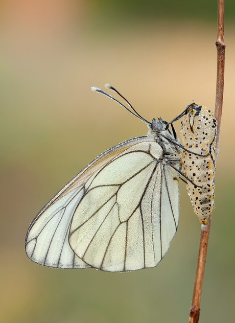 Groot geaderd witje