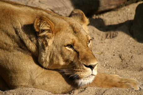 Koningin der dieren