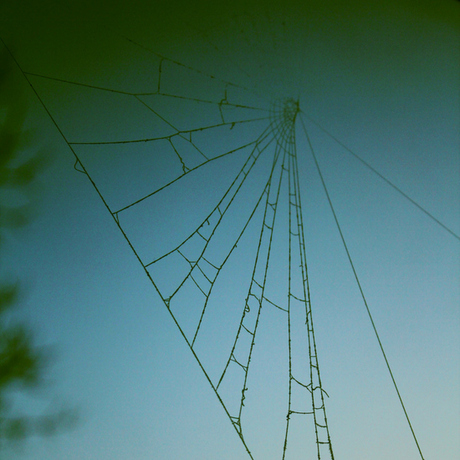 Bevroren spinnenweb