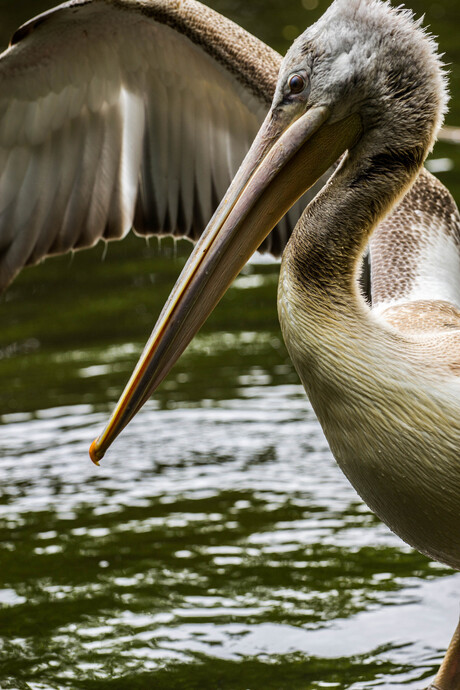De poserende pelikaan