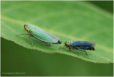 Groene cicaden