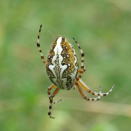 Argiope bruennichi