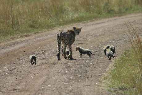 Cheeta met 6 cubs