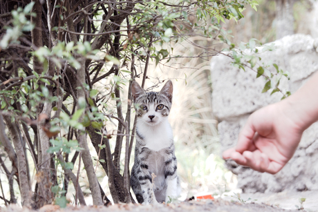 Pompeii - Kitten