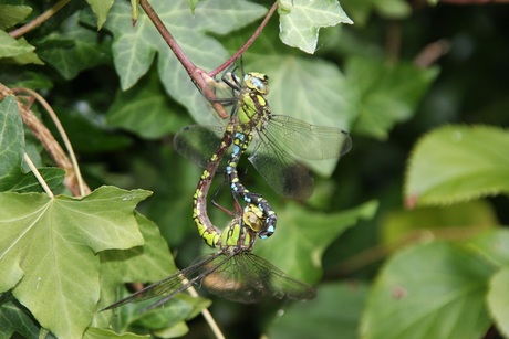 Aeshna cyanea