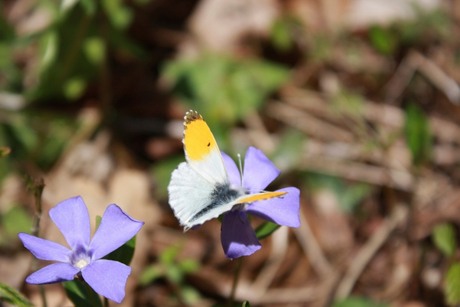 Vlinder op bloem.