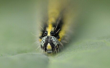 geen boerenkool deze winter